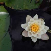 苹果视频电视剧LOGO